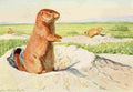 Fuertes Louis Agassiz 1920 Prairie Dog A4 Photo Print