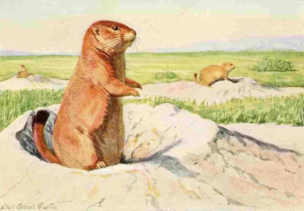 Fuertes Louis Agassiz 1920 Prairie Dog A4 Photo Print