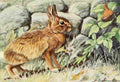 Fuertes Louis Agassiz 1920 Rabbit A4 Photo Print