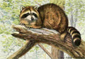 Fuertes Louis Agassiz 1920 Racoon A4 Photo Print