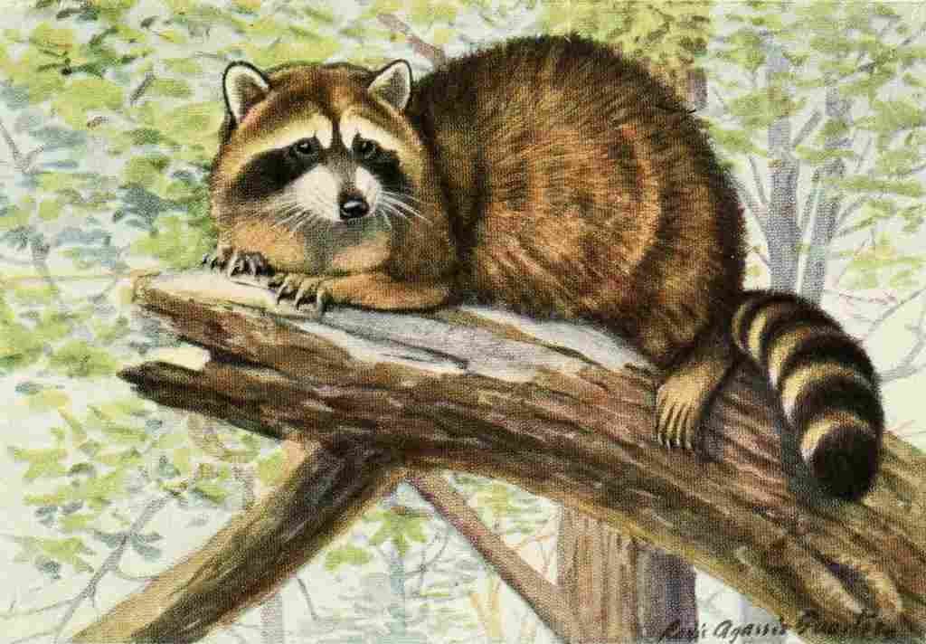 Fuertes Louis Agassiz 1920 Racoon A4 Photo Print
