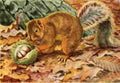 Fuertes Louis Agassiz 1920 Red Squirrel 1 A4 Photo Print