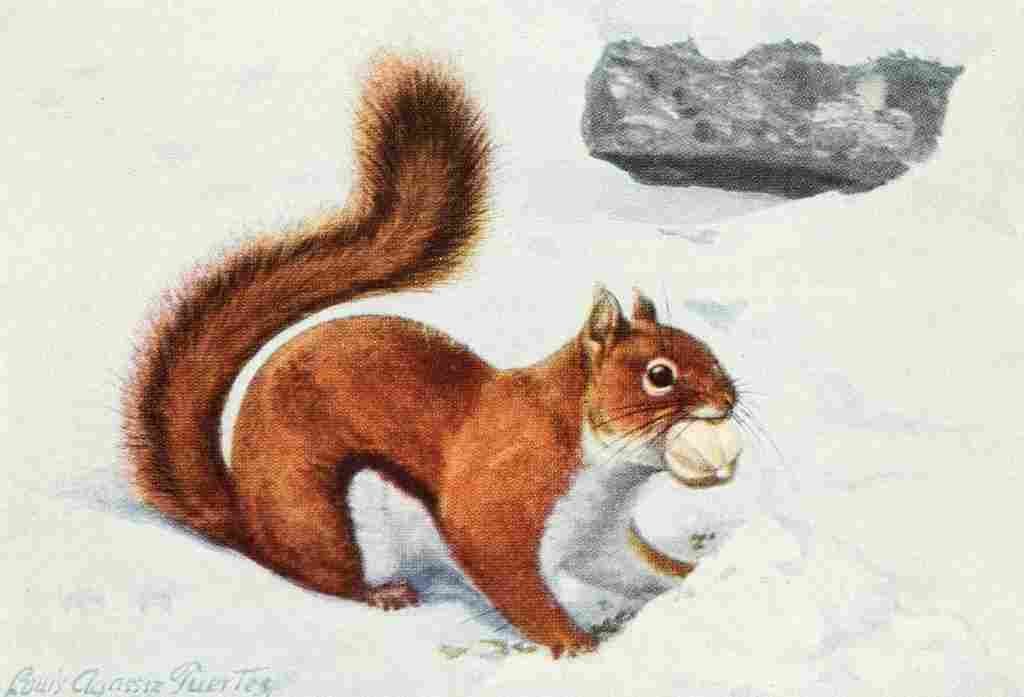 Fuertes Louis Agassiz 1920 Red Squirrel 2 A4 Photo Print
