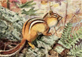 Fuertes Louis Agassiz 1920 Striped Chipmunk A4 Photo Print