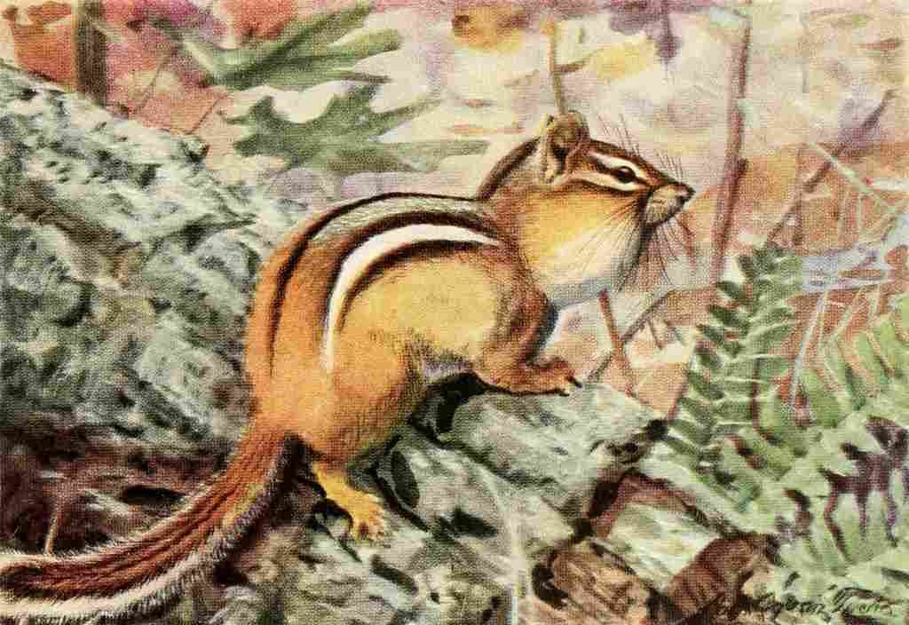 Fuertes Louis Agassiz 1920 Striped Chipmunk A4 Photo Print