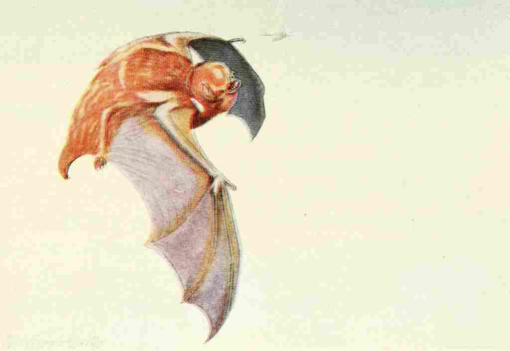 Fuertes Louis Agassiz 1920 Tree Bat A4 Photo Print
