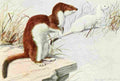 Fuertes Louis Agassiz 1920 Weasel A4 Photo Print