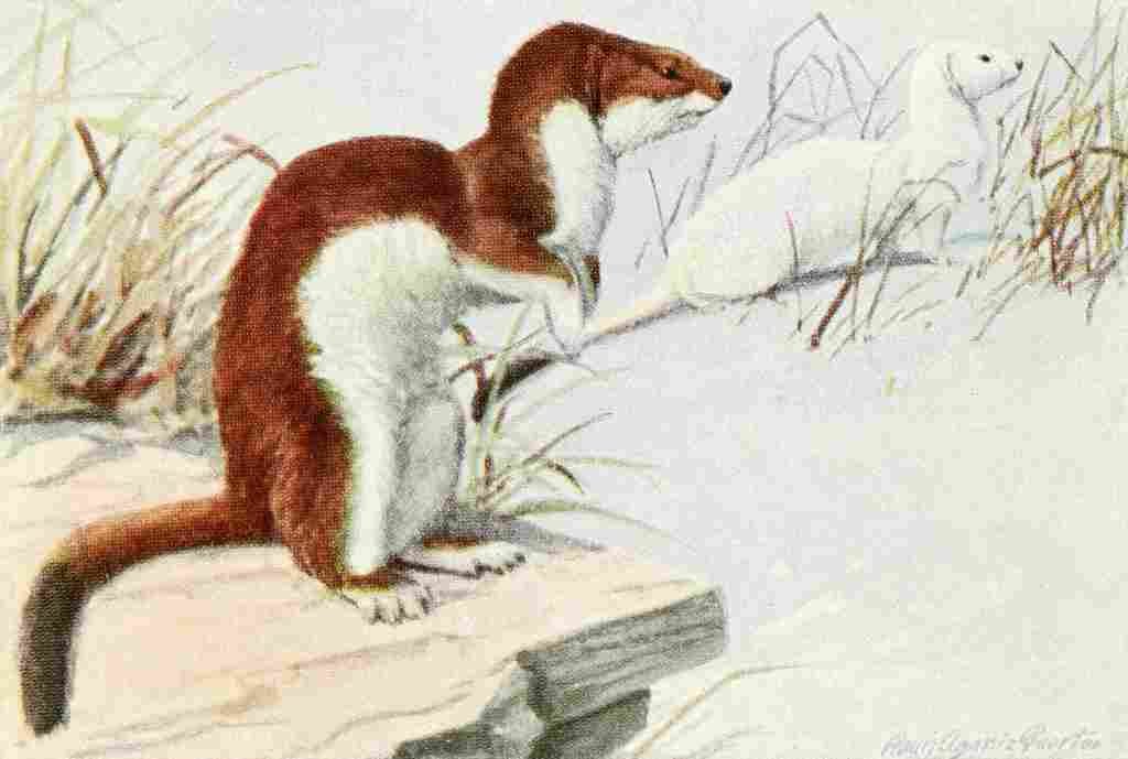 Fuertes Louis Agassiz 1920 Weasel A4 Photo Print