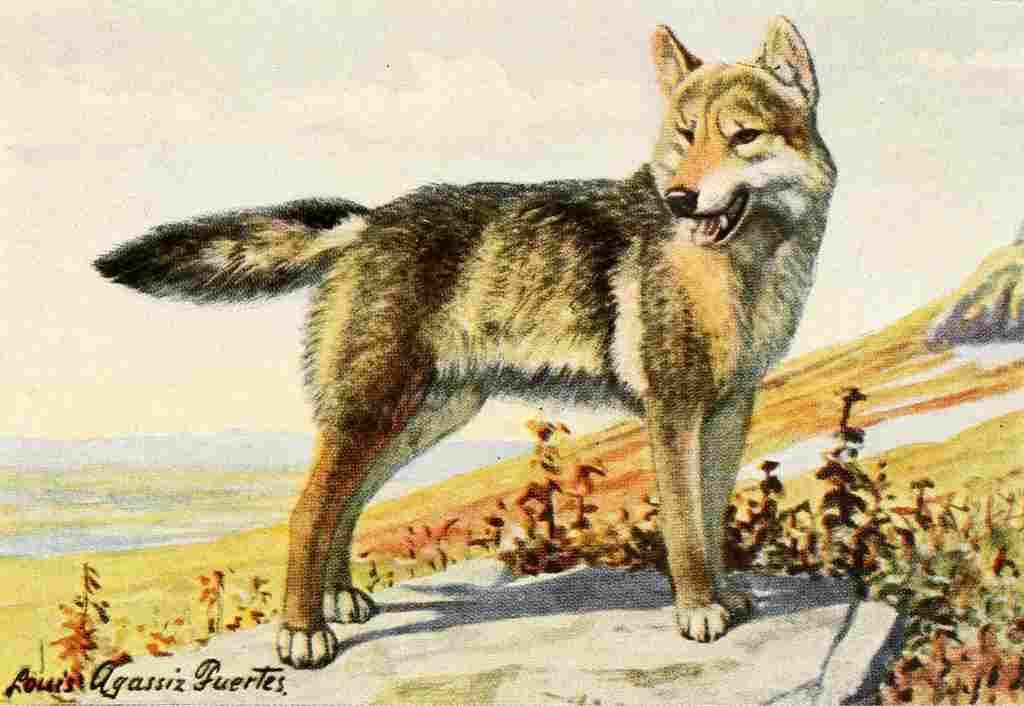 Fuertes Louis Agassiz 1920 Wolf A4 Photo Print