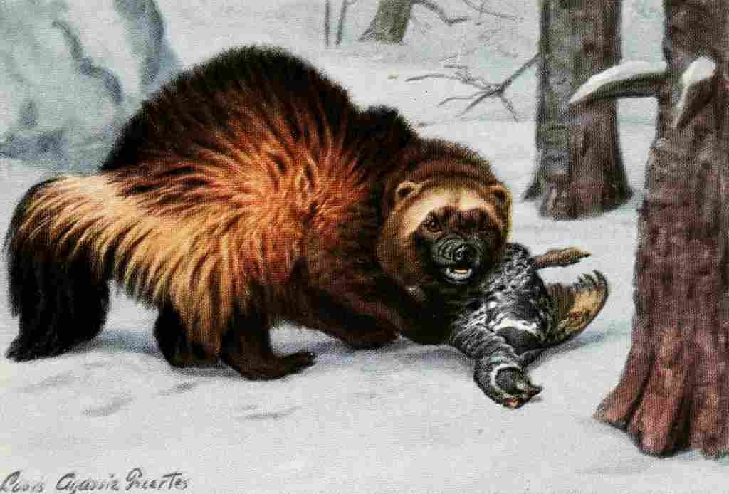 Fuertes Louis Agassiz 1920 Wolverine A4 Photo Print