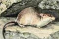 Fuertes Louis Agassiz 1920 Wood Rat A4 Photo Print