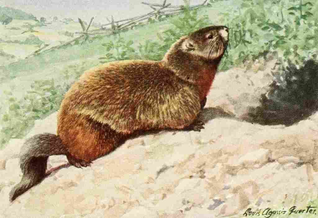Fuertes Louis Agassiz 1920 Woodchuck A4 Photo Print