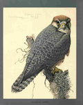 Fuertes Louis Agassiz Abyssinian Lanner A4 Photo Print