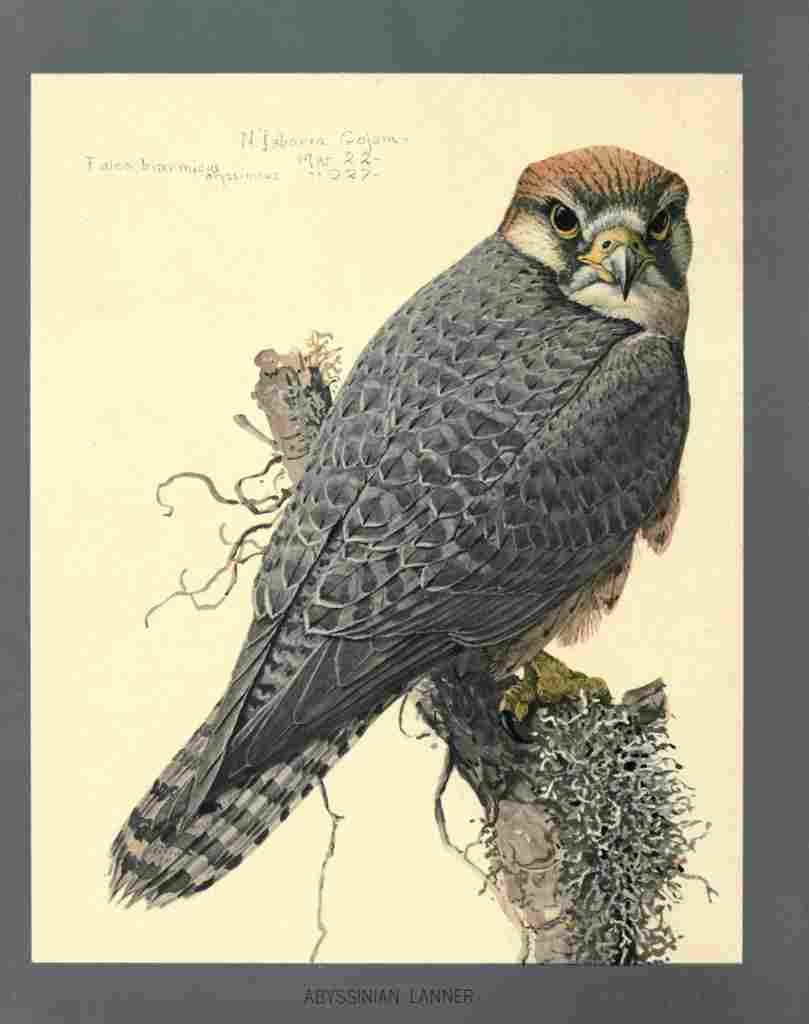 Fuertes Louis Agassiz Abyssinian Lanner A4 Photo Print