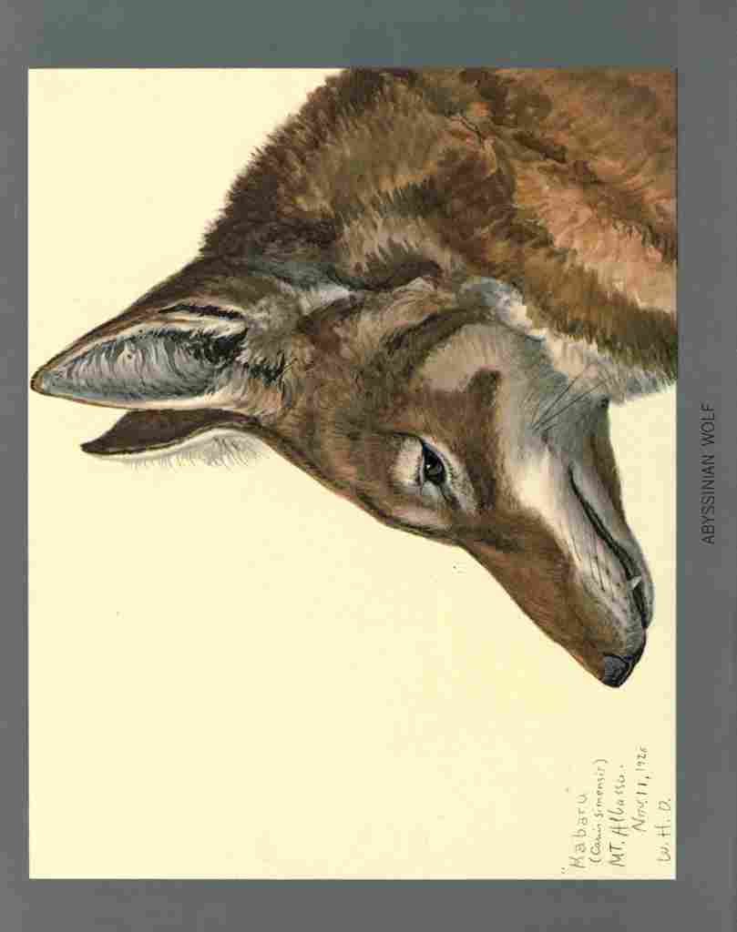Fuertes Louis Agassiz Abyssinian Wolf A4 Photo Print