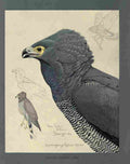 Fuertes Louis Agassiz African Harrier Hawk A4 Photo Print