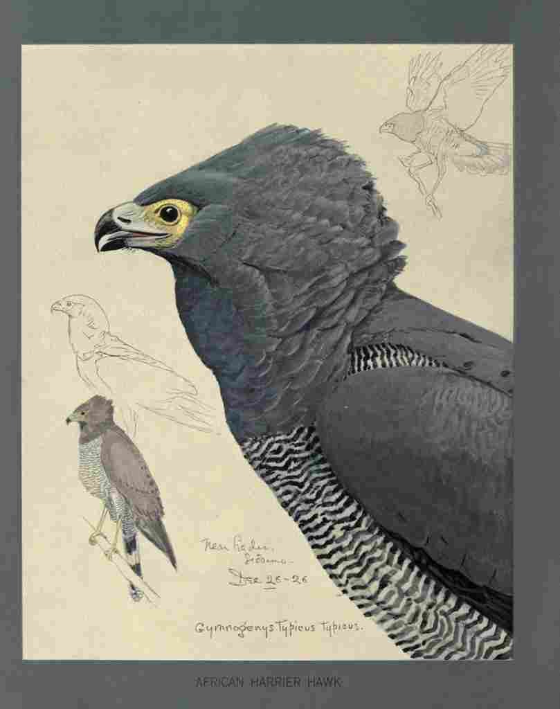 Fuertes Louis Agassiz African Harrier Hawk A4 Photo Print