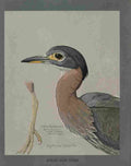 Fuertes Louis Agassiz African Night Heron A4 Photo Print