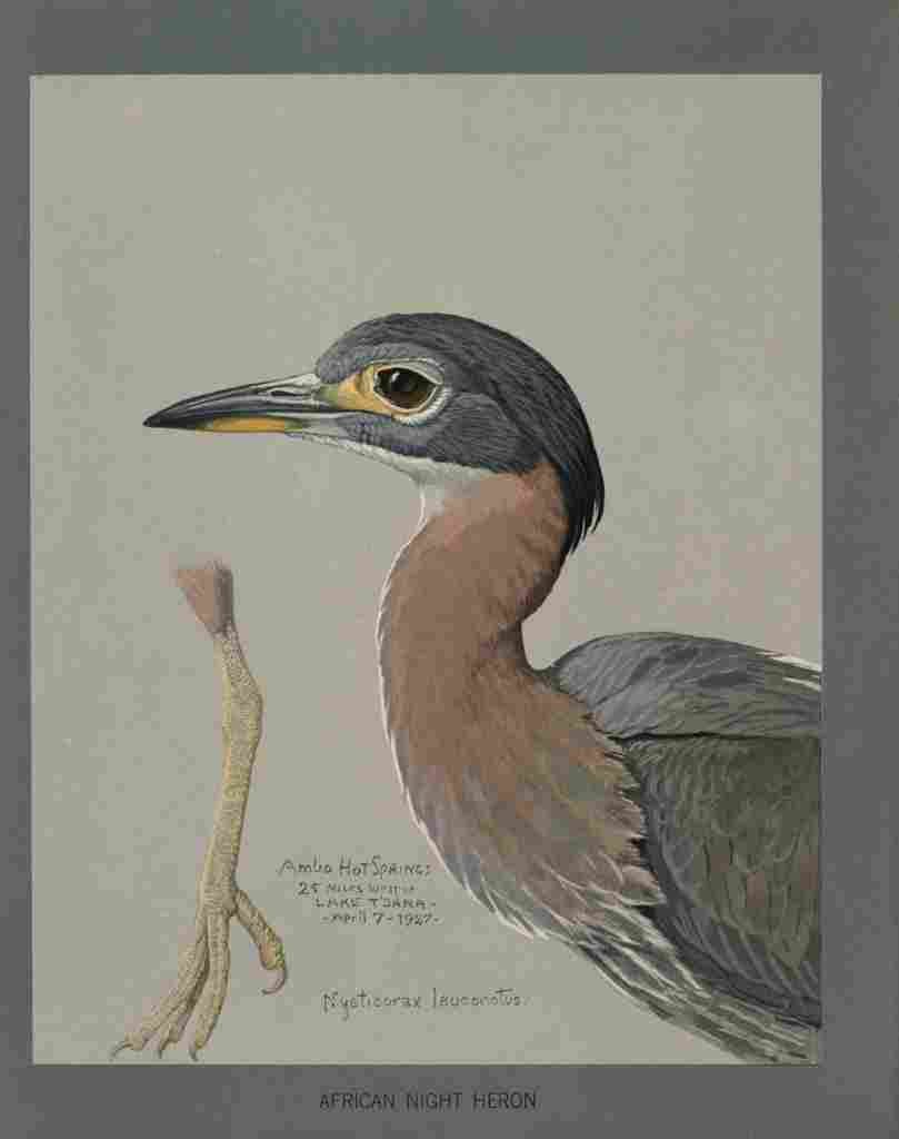 Fuertes Louis Agassiz African Night Heron A4 Photo Print