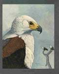 Fuertes Louis Agassiz African Sea Eagle A4 Photo Print