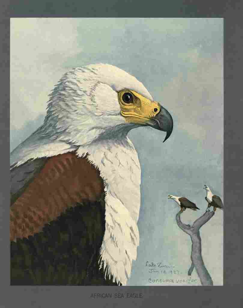 Fuertes Louis Agassiz African Sea Eagle A4 Photo Print
