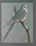 Fuertes Louis Agassiz African Snow Tailed Kite A4 Photo Print