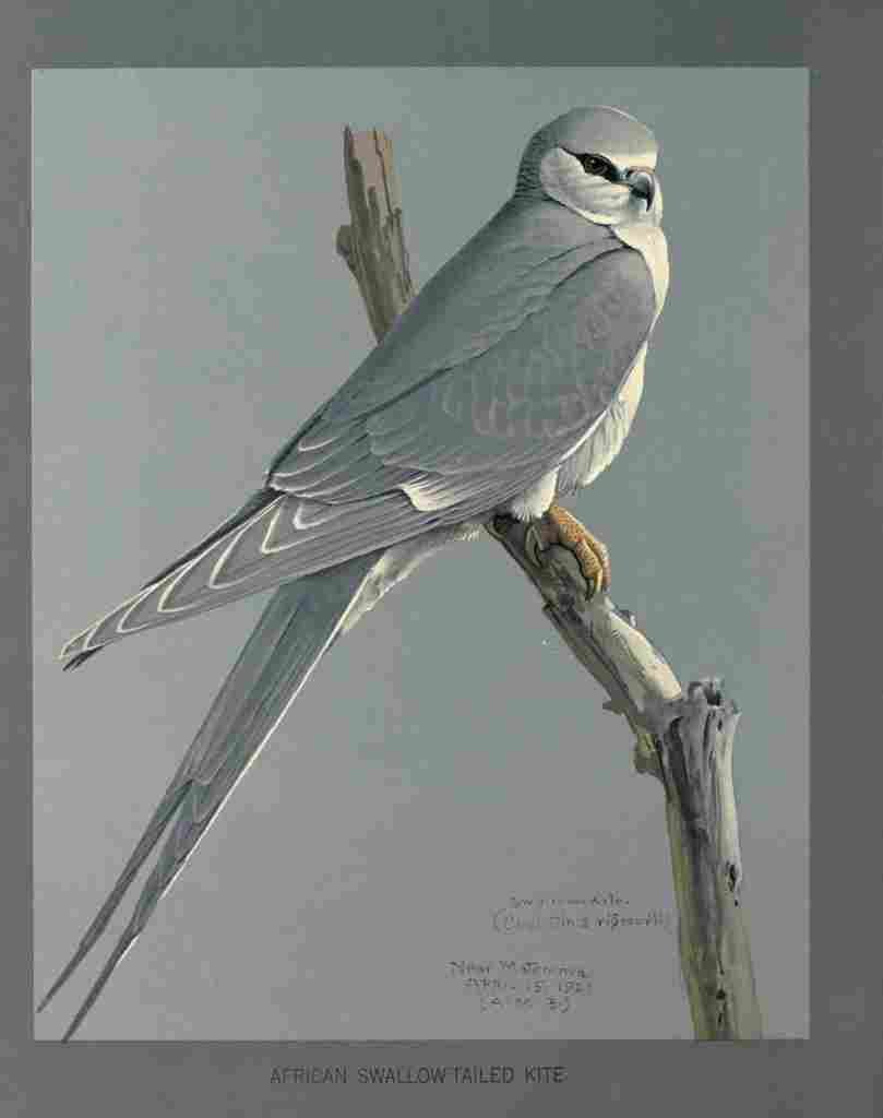 Fuertes Louis Agassiz African Snow Tailed Kite A4 Photo Print