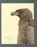 Fuertes Louis Agassiz African Tawny Eagle A4 Photo Print