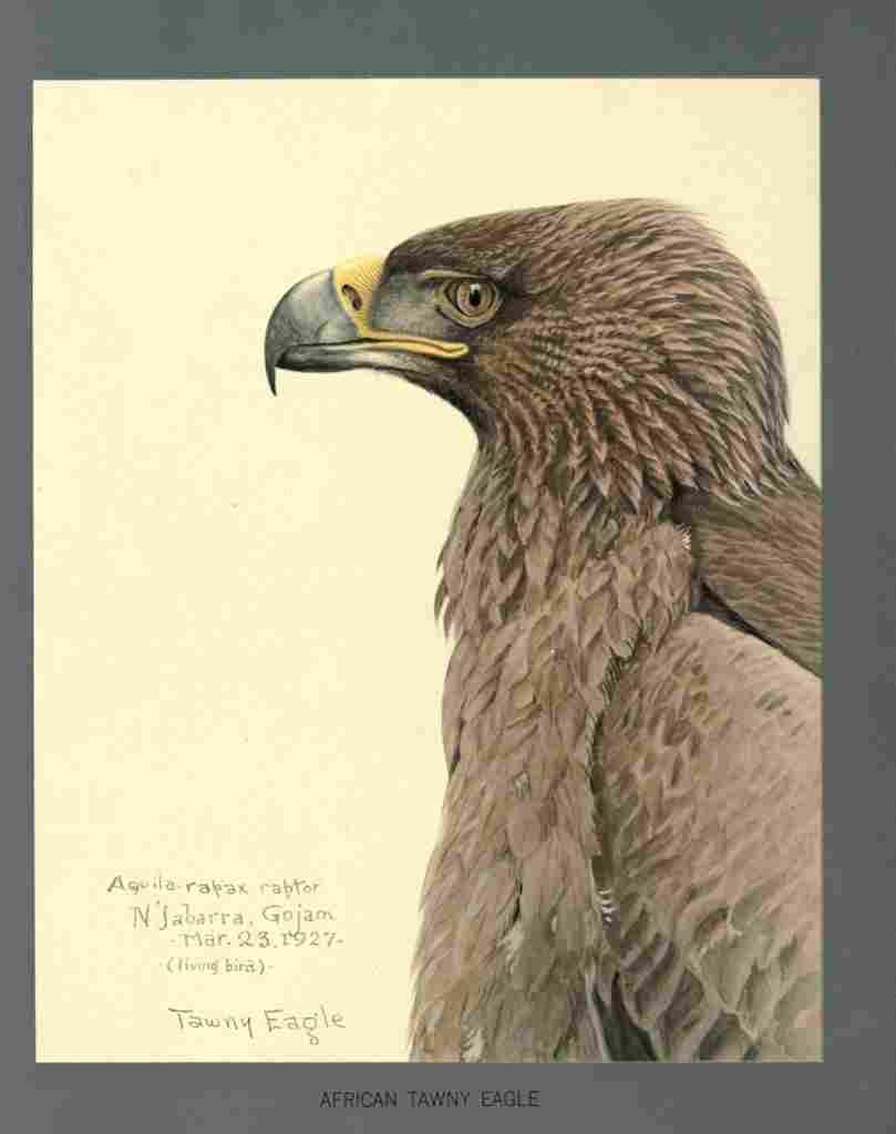 Fuertes Louis Agassiz African Tawny Eagle A4 Photo Print