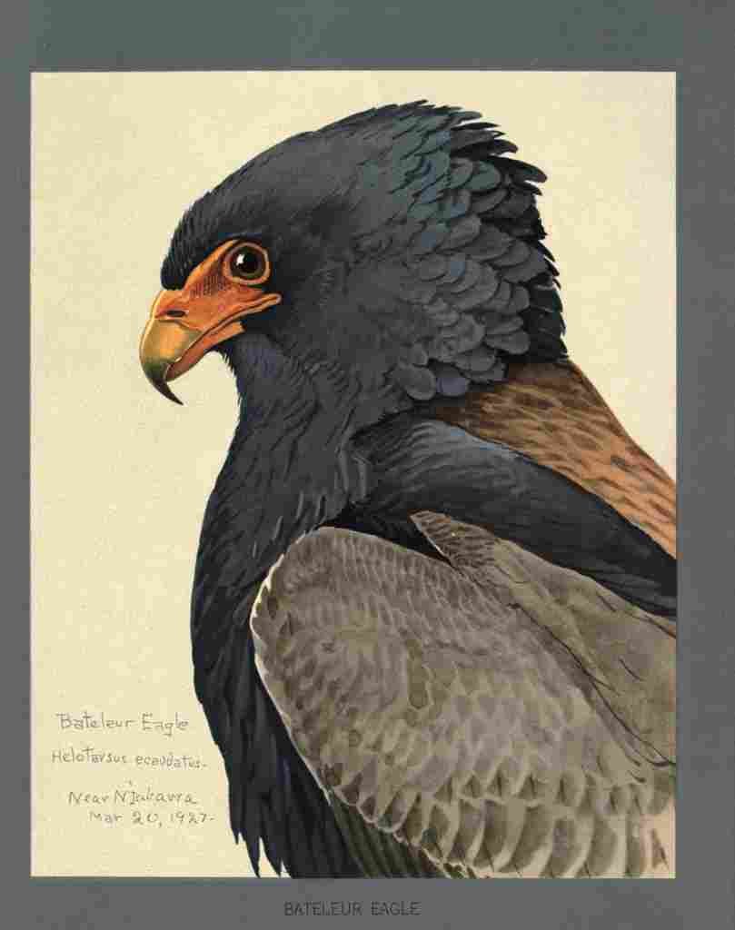 Fuertes Louis Agassiz Bateleur Eagle 2 A4 Photo Print