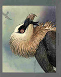 Fuertes Louis Agassiz Bearded Vulture A4 Photo Print