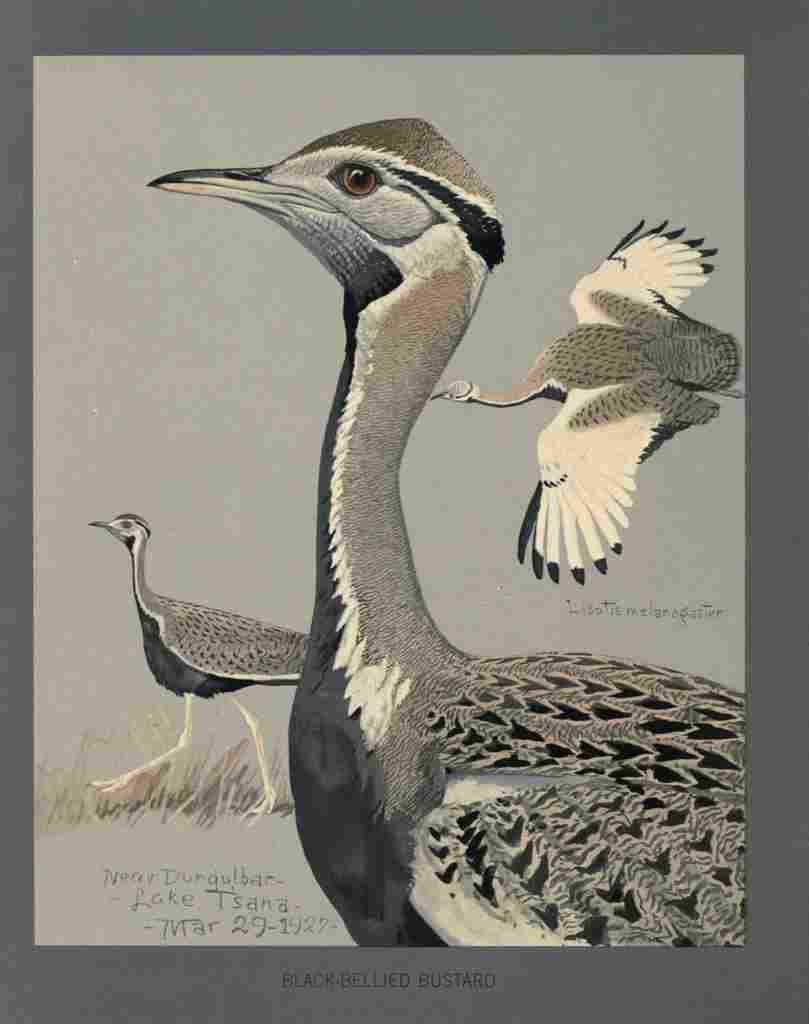 Fuertes Louis Agassiz Black bellied Bustard A4 Photo Print