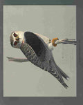 Fuertes Louis Agassiz Black shouldered Kite A4 Photo Print