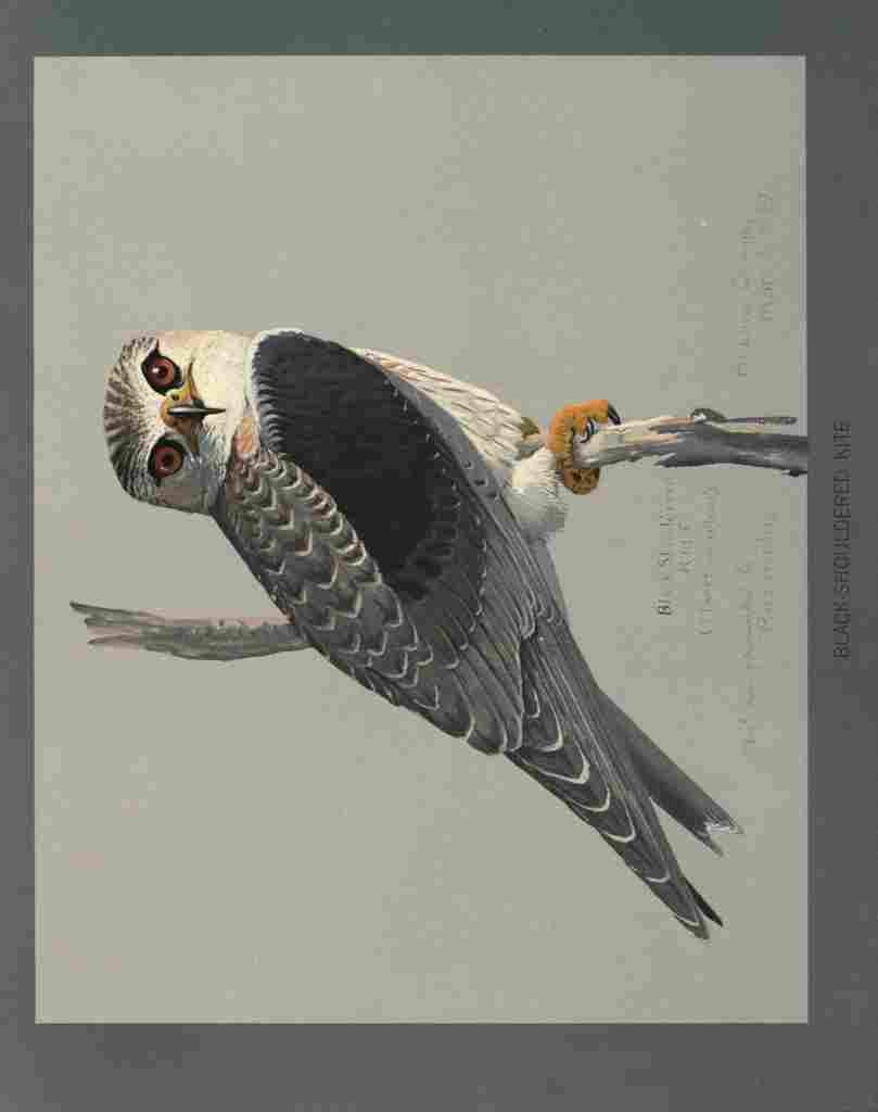 Fuertes Louis Agassiz Black shouldered Kite A4 Photo Print