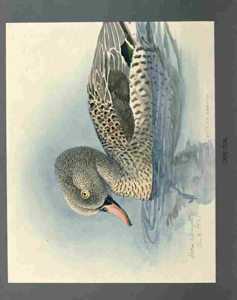 Fuertes Louis Agassiz Cape Teal A4 Photo Print