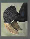 Fuertes Louis Agassiz Crested Hornbill A4 Photo Print
