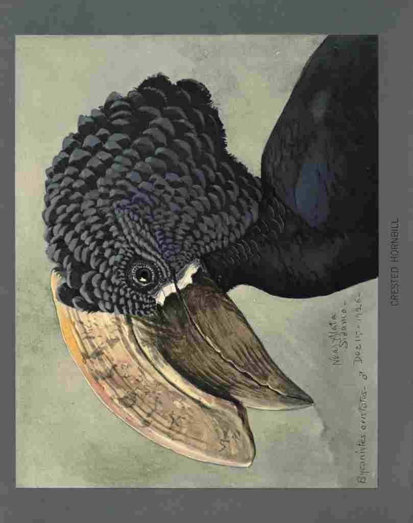 Fuertes Louis Agassiz Crested Hornbill A4 Photo Print