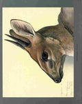 Fuertes Louis Agassiz Duiker A4 Photo Print