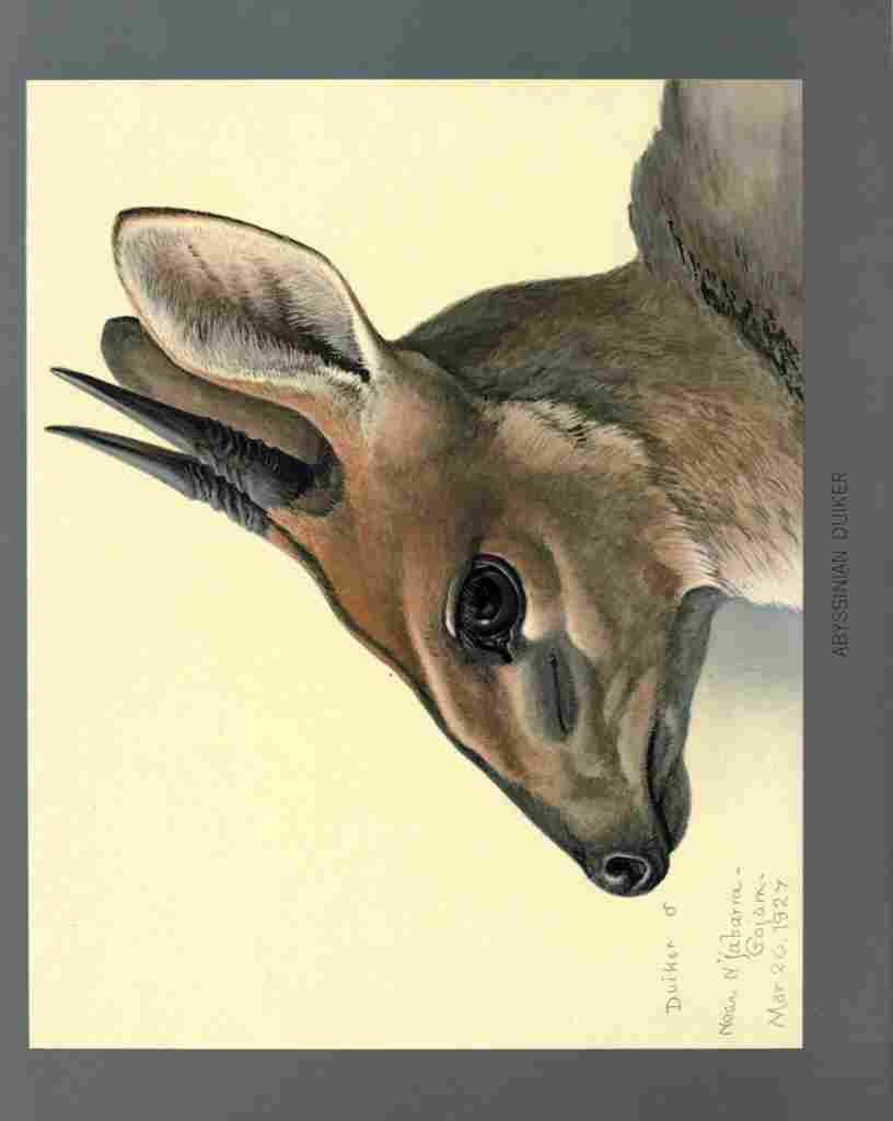 Fuertes Louis Agassiz Duiker A4 Photo Print