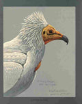 Fuertes Louis Agassiz Egyptian Vulture A4 Photo Print