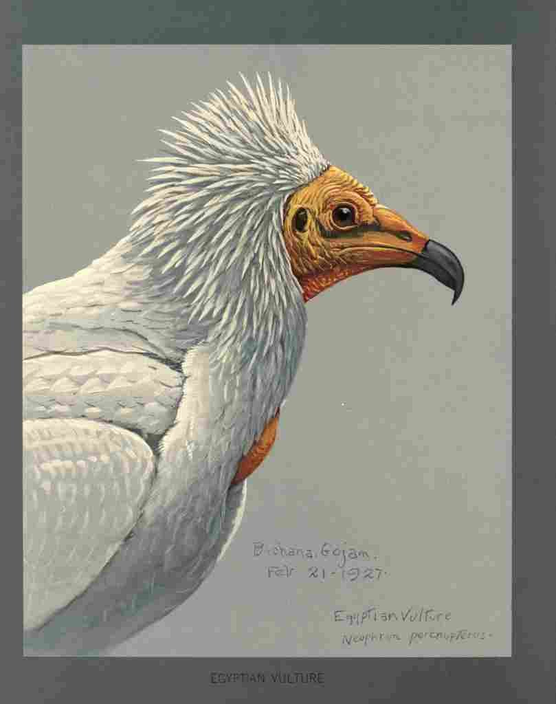 Fuertes Louis Agassiz Egyptian Vulture A4 Photo Print