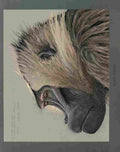 Fuertes Louis Agassiz Gelada Baboon 1 A4 Photo Print
