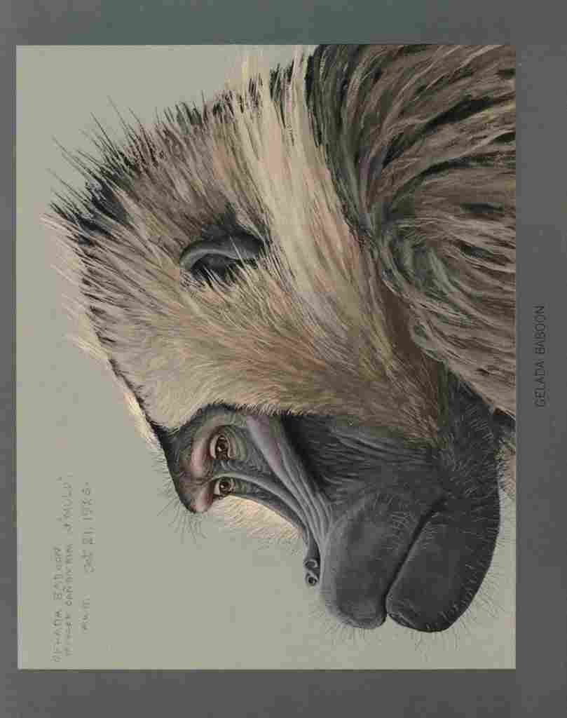 Fuertes Louis Agassiz Gelada Baboon 1 A4 Photo Print