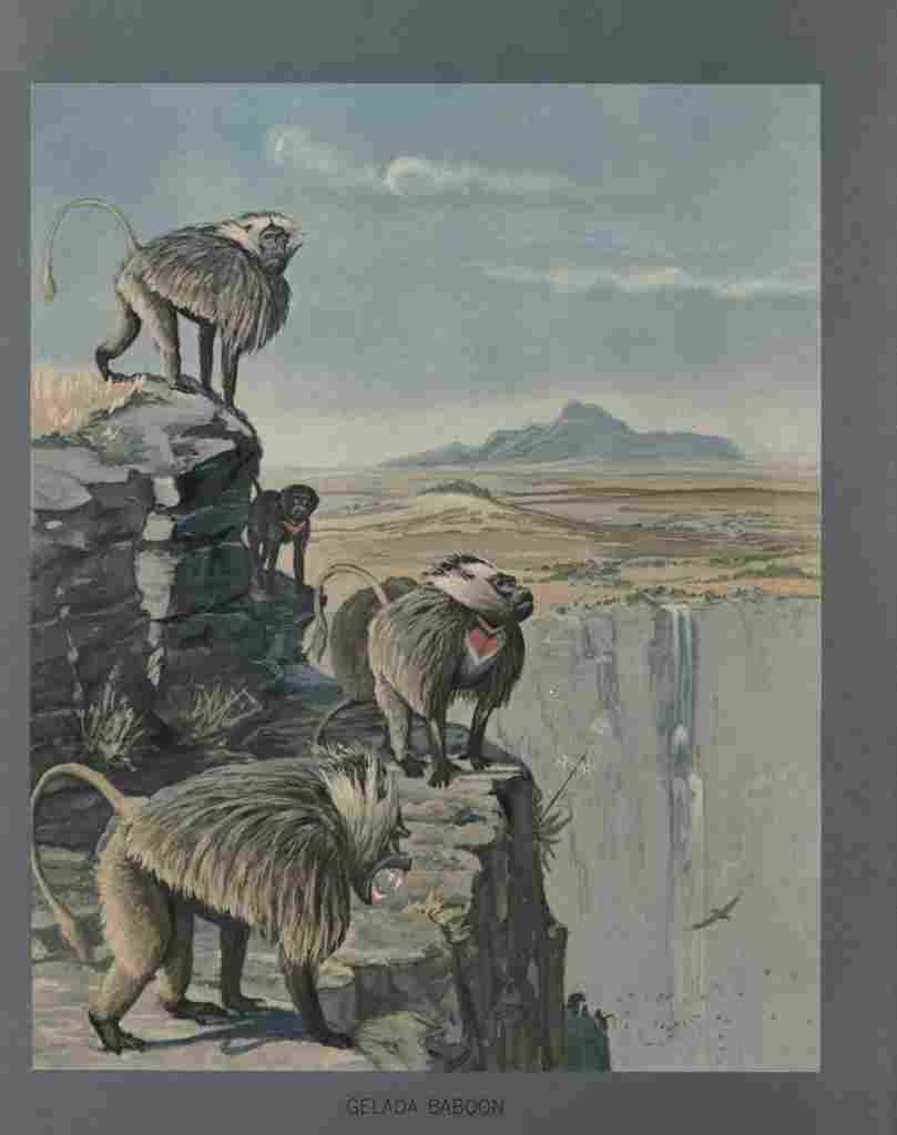 Fuertes Louis Agassiz Gelada Baboon 2 A4 Photo Print
