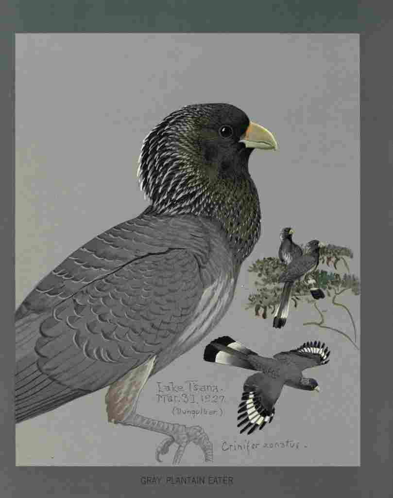 Fuertes Louis Agassiz Gray Plantain eater A4 Photo Print