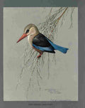 Fuertes Louis Agassiz Gray headed Kingfisher A4 Photo Print