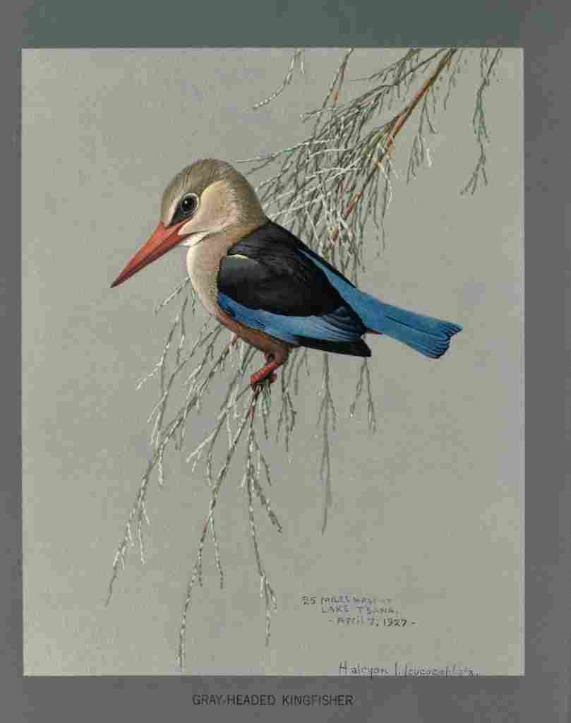 Fuertes Louis Agassiz Gray headed Kingfisher A4 Photo Print
