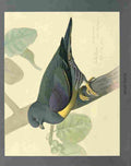 Fuertes Louis Agassiz Green Pigeon A4 Photo Print