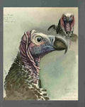 Fuertes Louis Agassiz Lappet faced Vulture A4 Photo Print