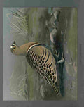 Fuertes Louis Agassiz Lowes Sand Grouse A4 Photo Print